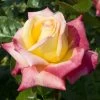 'Love And Peace' Hybrid Tea Rose -Roots Plants lage00913 love peace