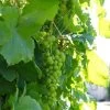 'Lakemont' Seedless Outdoor Grape Vine -Roots Plants lakemont2