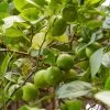 Lime Tree | Lime Of Tahiti | Grafted Mini-Stem -Roots Plants limetree1