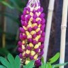 Lupin West Country Manhattan Lights -Roots Plants manhattan 1