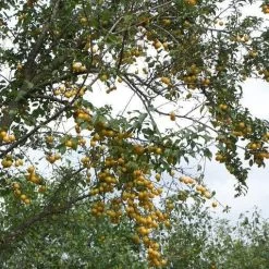 Mirabelle De Nancy Plum Tree -Roots Plants mirabelle de nancy trees