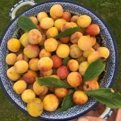 Mirabelle De Nancy Plum Tree -Roots Plants mirabelledenancy