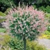 Flamingo Willow Tree | Salix Integra Hakuro Nishiki -Roots Plants moja01524 page