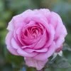 'Mum In A Million' Hybrid Tea Rose -Roots Plants moja03954 mum in a million