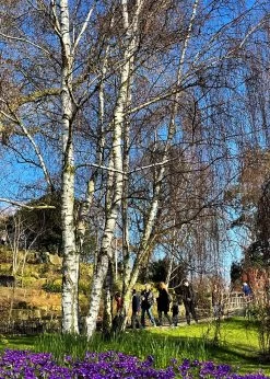 Silver Birch Tree | Betula Pendula 19 Silver Birch Tree | Betula Pendula -Roots Plants new silver birch2