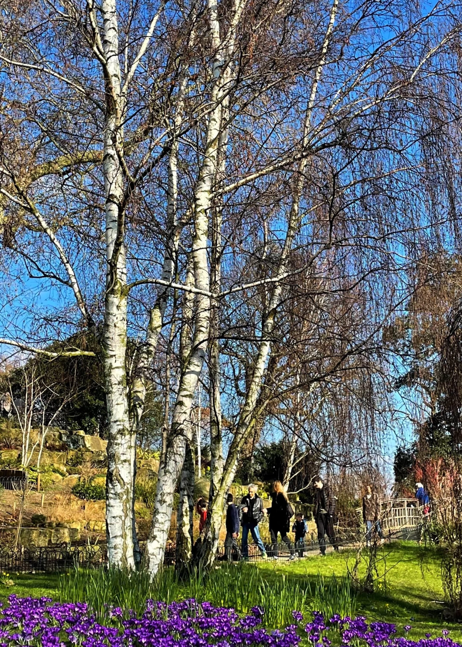 Silver Birch Tree | Betula Pendula 11 Silver Birch Tree | Betula Pendula - Image 9