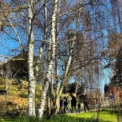 Silver Birch Tree | Betula Pendula