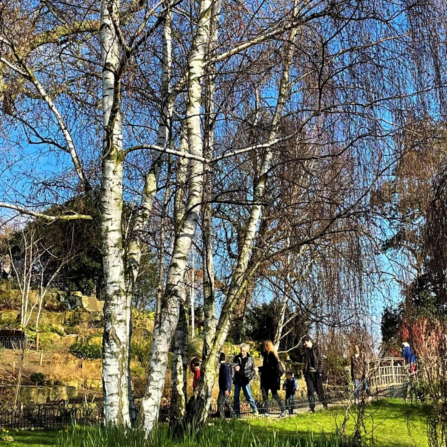 Silver Birch Tree | Betula Pendula 3 Silver Birch Tree | Betula Pendula