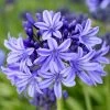 Agapanthus 'Pretty Heidy' | 7.5L -Roots Plants noma02439