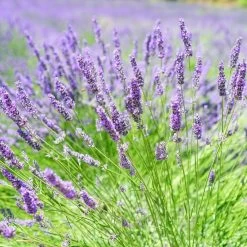 English Lavender | Lavandula Angustifolia 7 English Lavender | Lavandula Angustifolia -Roots Plants oldenglish2