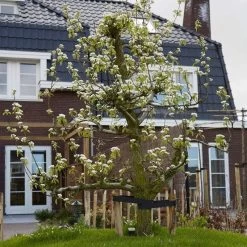 Conference Pear Tree -Roots Plants pear add1 5012c709 f2ae 4948 a0f1 3ab9e51cd759