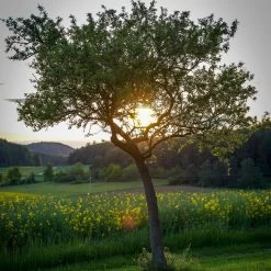 Williams Bon Chrétien Pear Tree 14 Williams Bon Chrétien Pear Tree -Roots Plants peartree