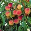 'Peche De Vigne' Bloody Peach Tree 1 'Peche De Vigne' Bloody Peach Tree -Roots Plants pechedevigne 1