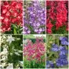 Perfect Penstemons Collection -Roots Plants penstemoncol 1
