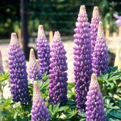 Lupin West Country Persian Slipper -Roots Plants persianslipper 2