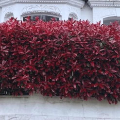 Photinia 'Red Robin' -Roots Plants photinia
