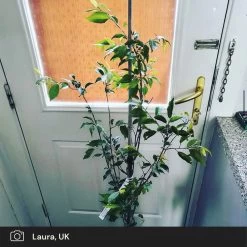 Pink Winter Flowering Cherry Tree | Prunus X Subhirtella 'Autumnalis Rosea' 10 Pink Winter Flowering Cherry Tree | Prunus X Subhirtella 'Autumnalis Rosea' -Roots Plants pink winter flower