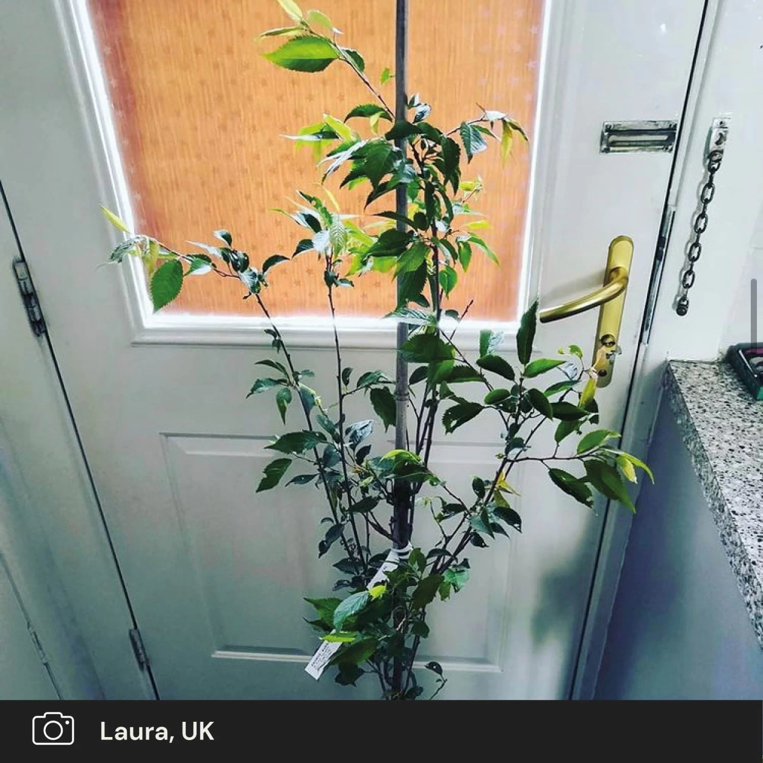 Pink Winter Flowering Cherry Tree | Prunus X Subhirtella 'Autumnalis Rosea' 6 Pink Winter Flowering Cherry Tree | Prunus X Subhirtella 'Autumnalis Rosea' - Image 4