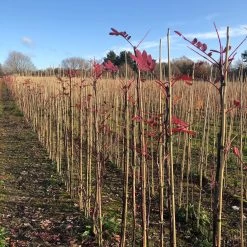 Pink Pagoda Rowan Tree | Sorbus Hupehensis 11 Pink Pagoda Rowan Tree | Sorbus Hupehensis -Roots Plants pinkpagodarowan