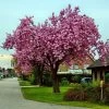Pink Perfection Cherry Blossom Tree -Roots Plants pinkperfectionspring