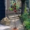Victoria Patio Plum Tree -Roots Plants plumtreepotted c8e29533 c970 4ca2 9f2a 3b241e8b71f7