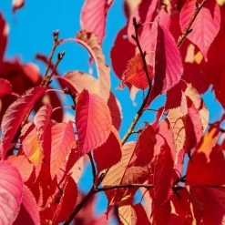 Sargent's Cherry Blossom Tree | Prunus Sargentii -Roots Plants prunussargentiiautumn