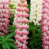 Lupin West Country Rachel De Thame -Roots Plants racheldethame 1
