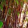 Red Bamboo | Fargesia Scabrida 'Asian Wonder' -Roots Plants redredredbamboo 1