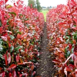 Photinia 'Red Robin' -Roots Plants redrobin2