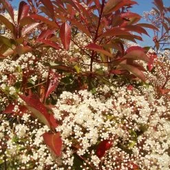 Photinia 'Red Robin' -Roots Plants redrobin3