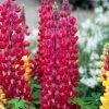 Lupin West Country Red Rum -Roots Plants redrum 2 1