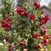 'Florentina' Climbing Rose -Roots Plants rera05260 florentina