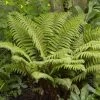 Tassel Fern | Polystichum Polyblepharum -Roots Plants rera05924v2
