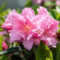 Best Flowering Shrubs -Roots Plants rhodo2