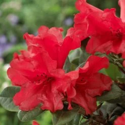 Best Shrubs For Shade -Roots Plants rhodo de806ad1 c6ba 4cd2 9c93 a143f6486098