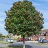Mountain Ash Rowan Tree | Sorbus Aucuparia -Roots Plants rowan 1