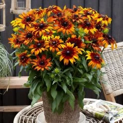 Rudbeckia 'Summerina Fringle Fudge'