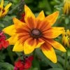 Rudbeckia 'Sunbeckia Mia' -Roots Plants rudbeckiaSM 1 22635f6e b6ce 4b31 849e 4483086219f2