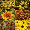 Ultimate Rudbeckia Collection 1 Ultimate Rudbeckia Collection -Roots Plants rudbeckiacollection 1 4156ca94 d543 4ef9 b625 37824ddc06f8