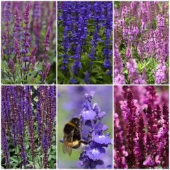 Spectacular Salvia Collection 13 Spectacular Salvia Collection -Roots Plants salviacol 1