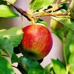 Scrumptious® Apple Tree -Roots Plants scrumptiousapple
