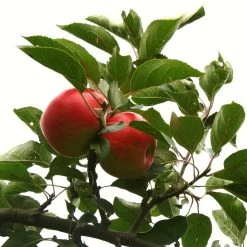 Scrumptious® Apple Tree -Roots Plants scrumptiousontree