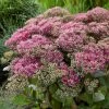 Sedum 'Class Act' -Roots Plants sedumCA 1 9f935fe5 7f7d 4cce 9672 f0555ac51255