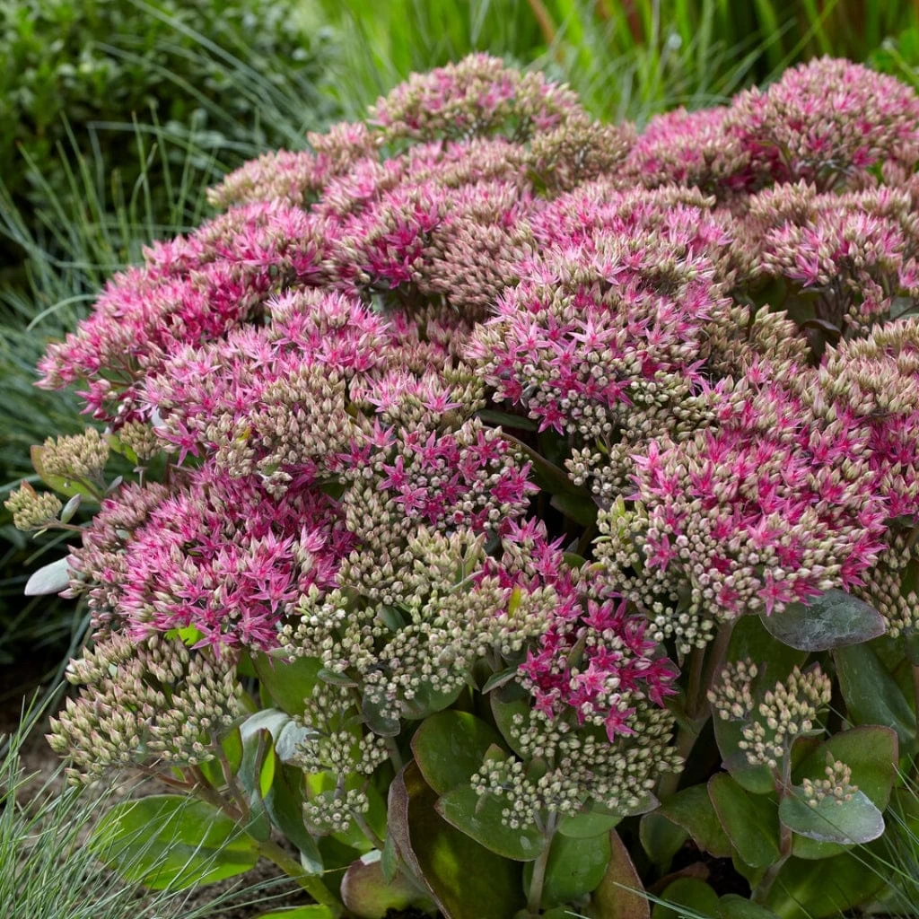 Sedum 'Class Act' 3 Sedum 'Class Act'