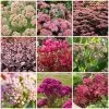 Ultimate Sedum Collection 1 Ultimate Sedum Collection -Roots Plants sedumcollection 1 331e32bd 5c38 4275 8e66 079ad3776041