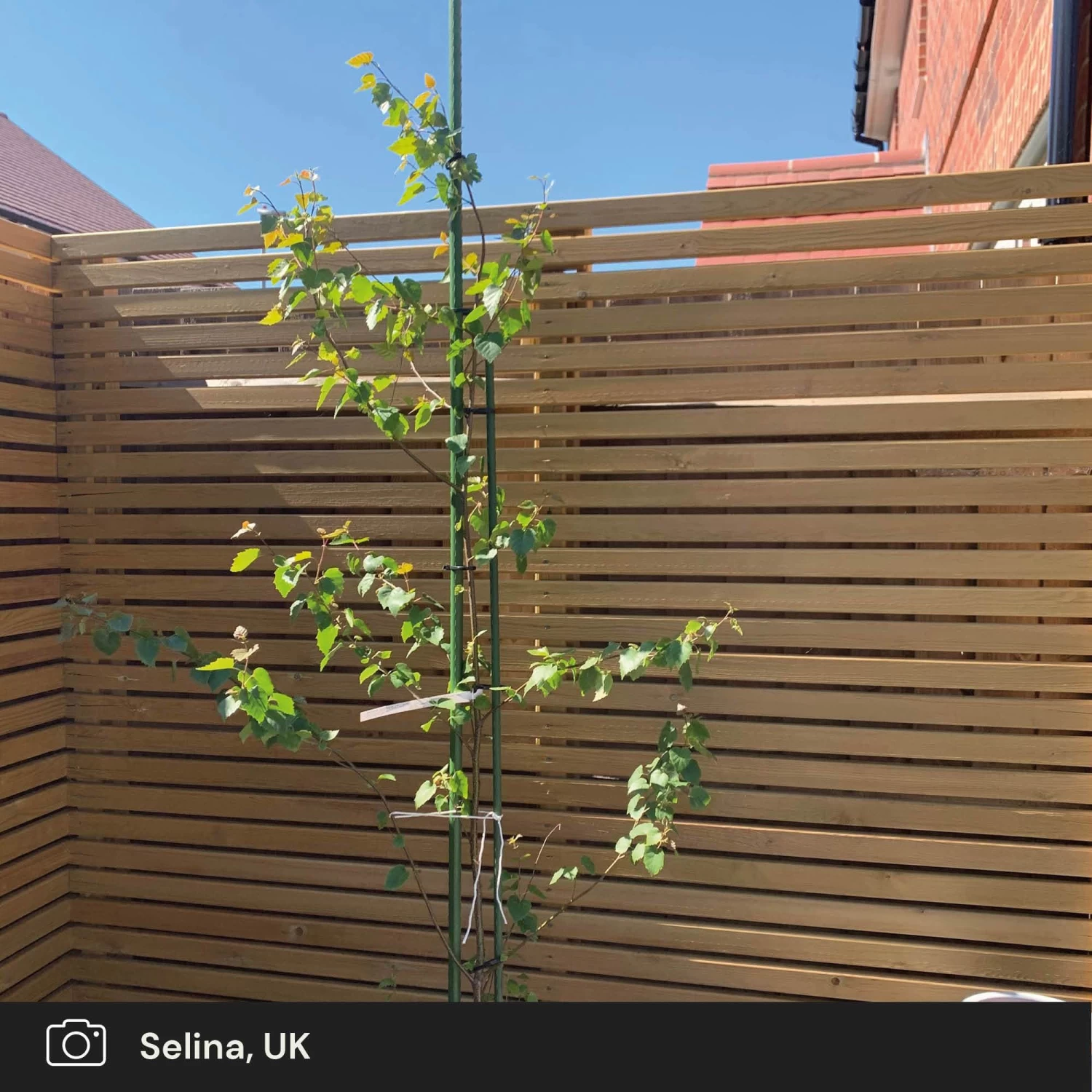 Silver Birch Tree | Betula Pendula 10 Silver Birch Tree | Betula Pendula - Image 8