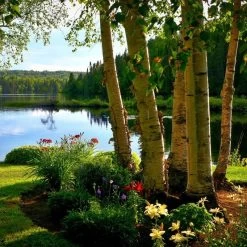 Silver Birch Tree | Betula Pendula 13 Silver Birch Tree | Betula Pendula -Roots Plants silverbich2