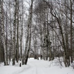 Silver Birch Tree | Betula Pendula 16 Silver Birch Tree | Betula Pendula -Roots Plants silverbirch3