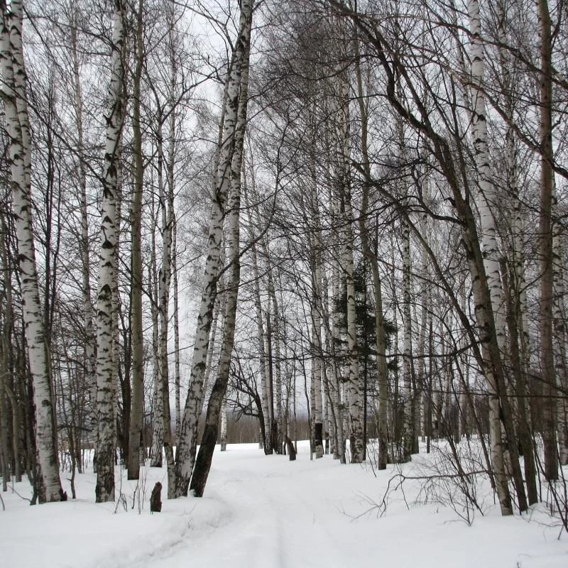 Silver Birch Tree | Betula Pendula 8 Silver Birch Tree | Betula Pendula - Image 6
