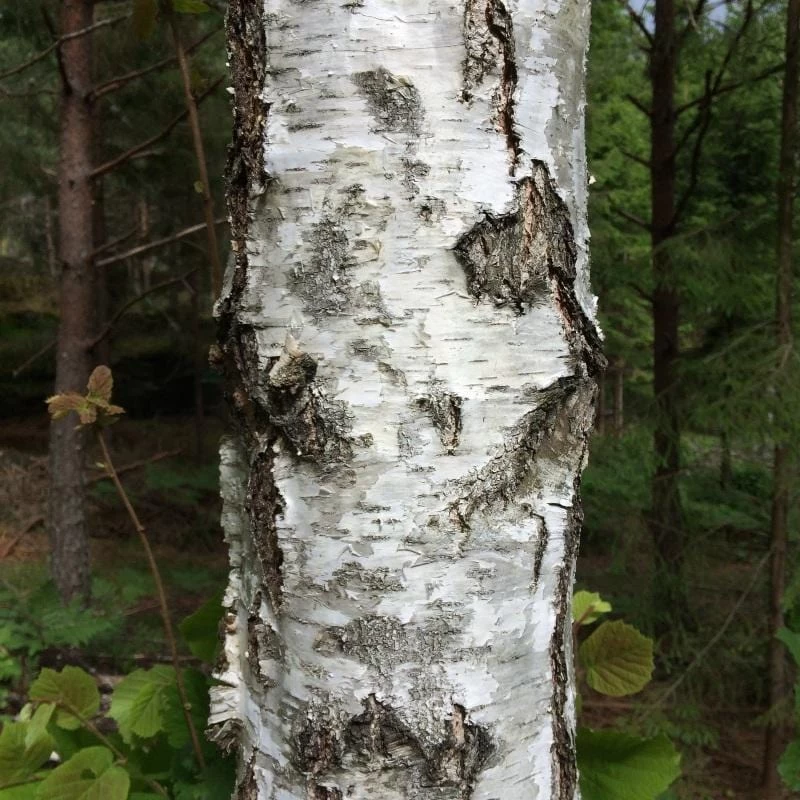 Silver Birch Tree | Betula Pendula 4 Silver Birch Tree | Betula Pendula - Image 2